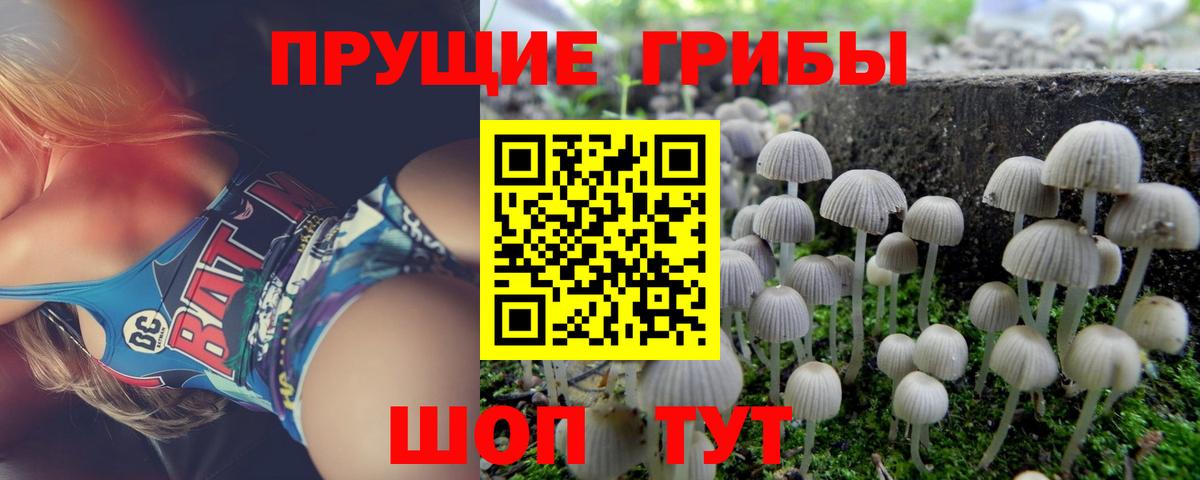 Тосно  Галлюциногенные грибы GOLDEN TEACHER  наркошоп  Вход с VPN 